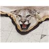 Image 6 : Mountain Lion Cougar Rug Taxidermy