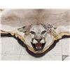 Image 7 : Mountain Lion Cougar Rug Taxidermy