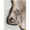 Image 8 : Mountain Lion Cougar Rug Taxidermy