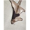Image 9 : Mountain Lion Cougar Rug Taxidermy