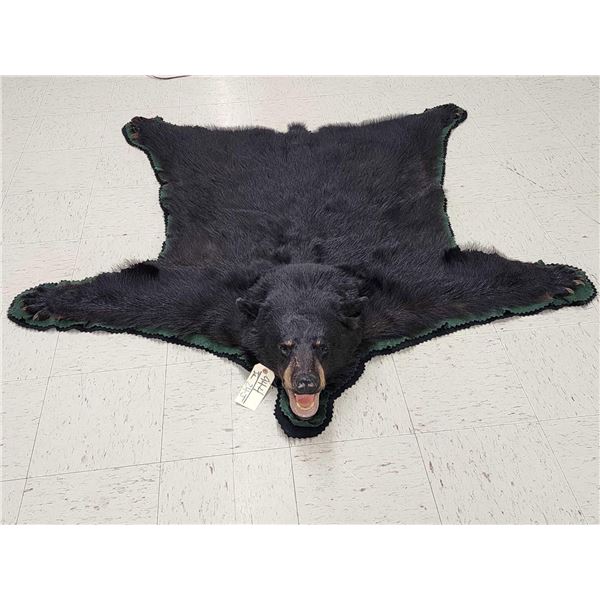 Nice Black Bear Rug Taxidermy