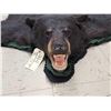 Image 4 : Nice Black Bear Rug Taxidermy