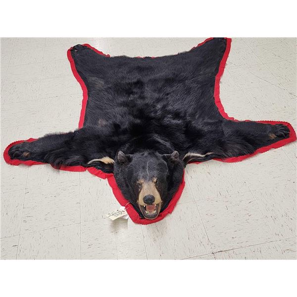 Big Black Bear Rug Taxidermy