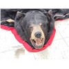 Image 4 : Big Black Bear Rug Taxidermy