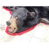 Image 6 : Big Black Bear Rug Taxidermy