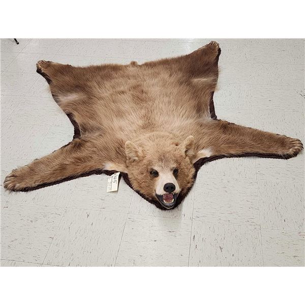 Blonde Phase Black Bear Rug Taxidermy