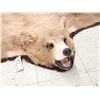 Image 2 : Blonde Phase Black Bear Rug Taxidermy