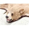 Image 3 : Blonde Phase Black Bear Rug Taxidermy