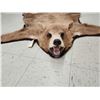 Image 4 : Blonde Phase Black Bear Rug Taxidermy