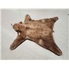 Image 5 : Blonde Phase Black Bear Rug Taxidermy