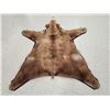 Image 6 : Blonde Phase Black Bear Rug Taxidermy