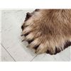 Image 7 : Blonde Phase Black Bear Rug Taxidermy