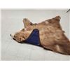 Image 8 : Blonde Phase Black Bear Rug Taxidermy