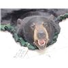 Image 4 : Nice Black Bear Rug Taxidermy