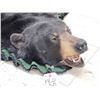 Image 5 : Nice Black Bear Rug Taxidermy