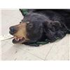 Image 6 : Nice Black Bear Rug Taxidermy