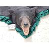 Image 4 : Black Bear Rug Taxidermy