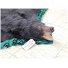Image 5 : Black Bear Rug Taxidermy