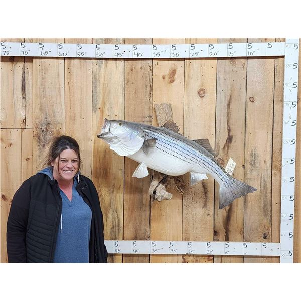 Giant 41" Striped Bass Real Skin Fish Taxidermy