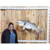Image 1 : Giant 41" Striped Bass Real Skin Fish Taxidermy