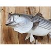 Image 2 : Giant 41" Striped Bass Real Skin Fish Taxidermy