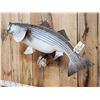 Image 4 : Giant 41" Striped Bass Real Skin Fish Taxidermy