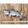 Image 5 : Giant 41" Striped Bass Real Skin Fish Taxidermy