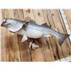 Image 6 : Giant 41" Striped Bass Real Skin Fish Taxidermy
