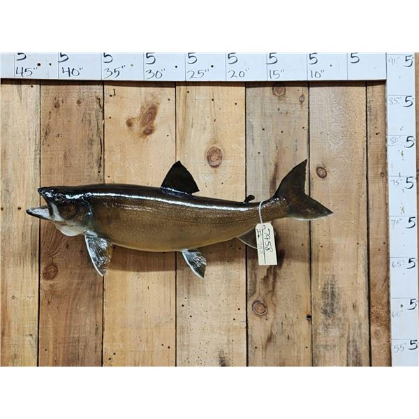 34" Lake Trout Real Skin Fish Taxidermy