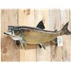 Image 2 : 34" Lake Trout Real Skin Fish Taxidermy