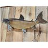 Image 3 : 34" Lake Trout Real Skin Fish Taxidermy