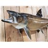 Image 4 : 34" Lake Trout Real Skin Fish Taxidermy