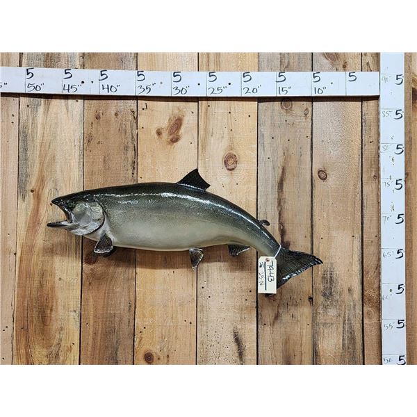 36" Lake Trout Real Skin Fish Taxidermy