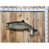 Image 1 : 36" Lake Trout Real Skin Fish Taxidermy