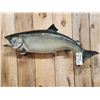 Image 2 : 36" Lake Trout Real Skin Fish Taxidermy