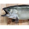 Image 3 : 36" Lake Trout Real Skin Fish Taxidermy