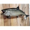 Image 4 : 36" Lake Trout Real Skin Fish Taxidermy