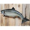 Image 5 : 36" Lake Trout Real Skin Fish Taxidermy