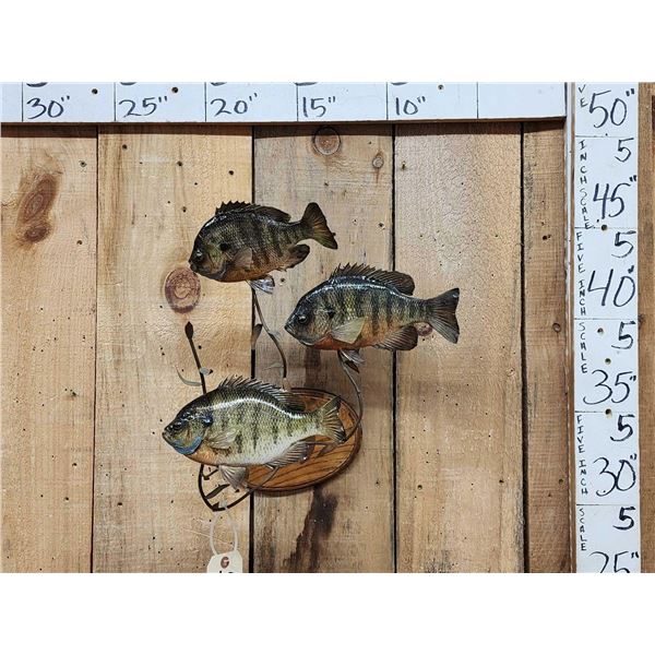 3 Extra Nice Bluegill Real Skin Fish Taxidermy