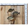 Image 1 : 3 Extra Nice Bluegill Real Skin Fish Taxidermy
