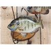 Image 2 : 3 Extra Nice Bluegill Real Skin Fish Taxidermy