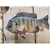 Image 3 : 3 Extra Nice Bluegill Real Skin Fish Taxidermy
