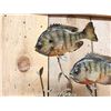 Image 4 : 3 Extra Nice Bluegill Real Skin Fish Taxidermy