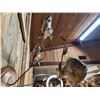 Image 5 : 3 Extra Nice Bluegill Real Skin Fish Taxidermy