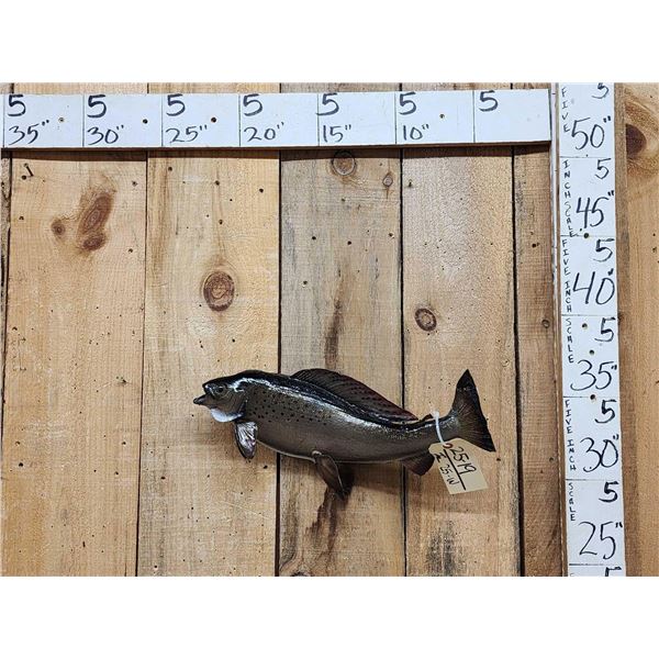 19" Grayling Real Skin Fish Taxidermy