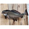 Image 2 : 19" Grayling Real Skin Fish Taxidermy