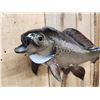 Image 3 : 19" Grayling Real Skin Fish Taxidermy