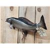Image 4 : 19" Grayling Real Skin Fish Taxidermy