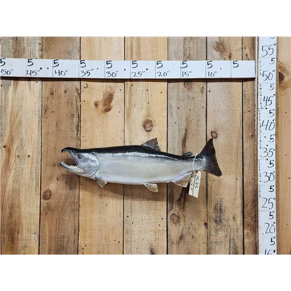 31" Alaskan Silver Salmon Real Skin Fish Taxidermy