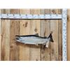 Image 1 : 31" Alaskan Silver Salmon Real Skin Fish Taxidermy